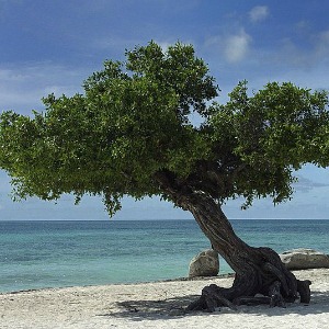 Beach camping tip pitch your tent under a tree