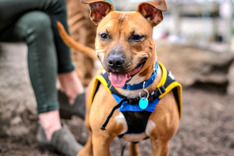 hiking with dogs prepare your pup