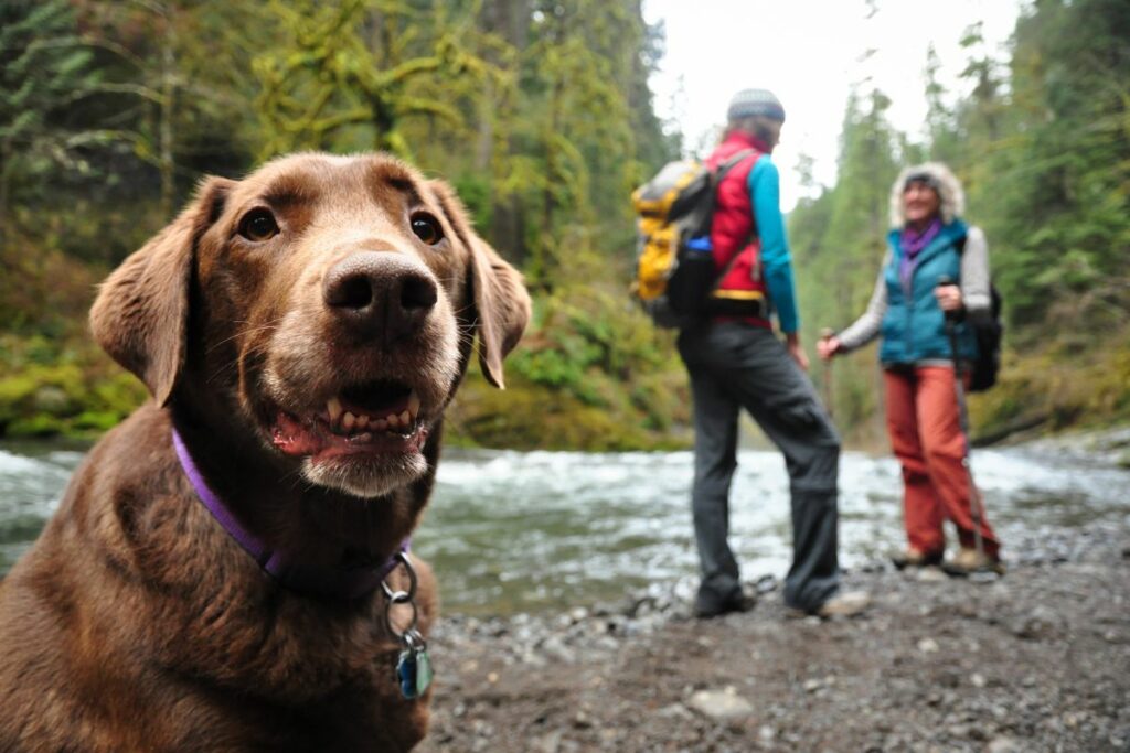 backpacking with a dog