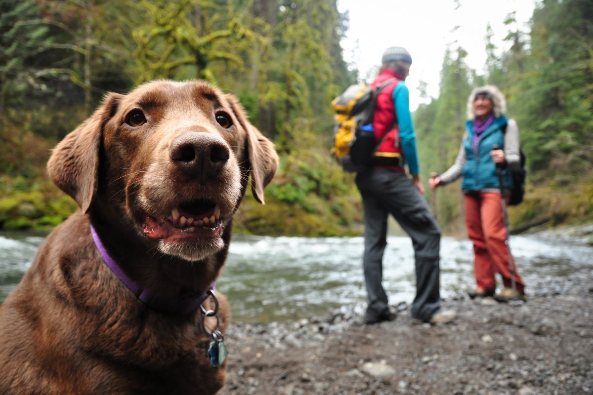 backpacking with a dog