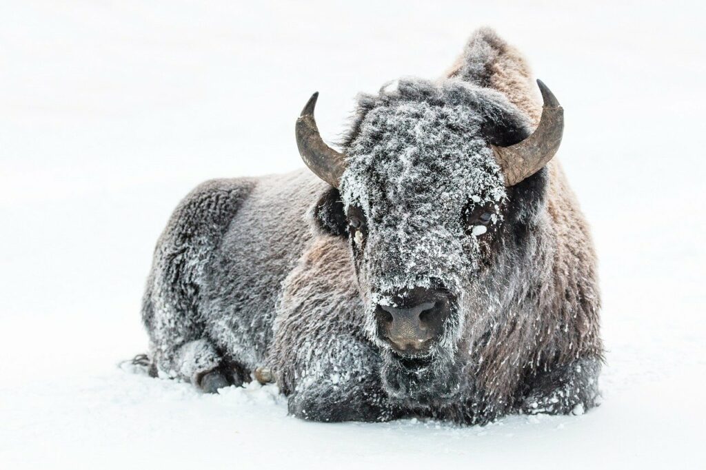 Bison are unaffected by freezing cold snow because of their insulating down layer underneath the route outer coat.