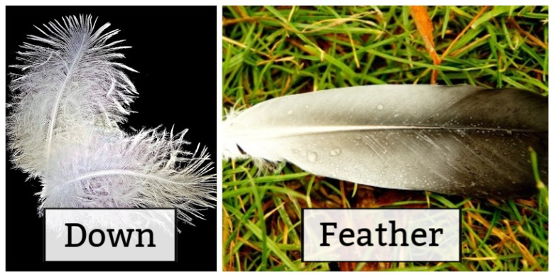 picture comparing down vs feathers