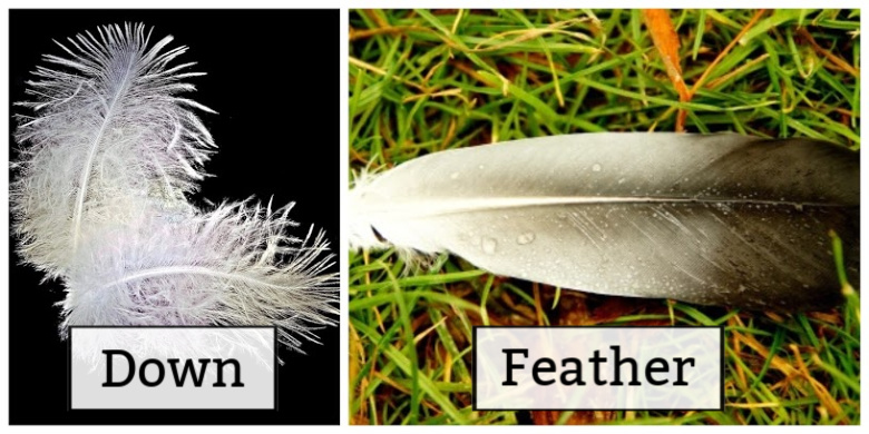 How Feathers Insulate