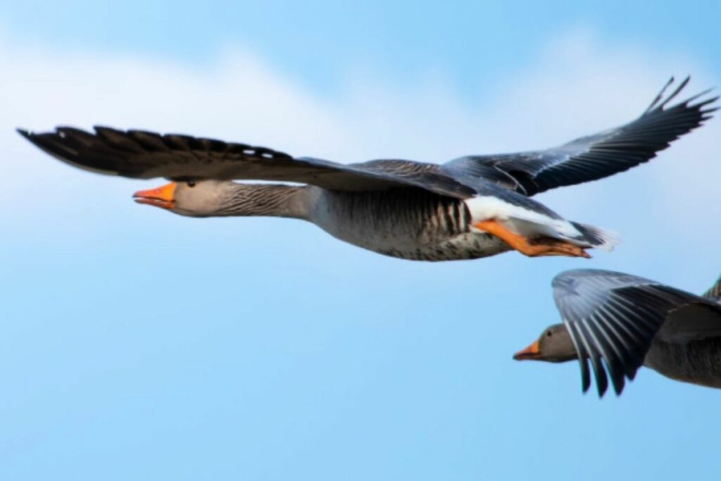 a picture of geese flying. Geese are known for the warm down they produce which is one of the best insulators for camping gear