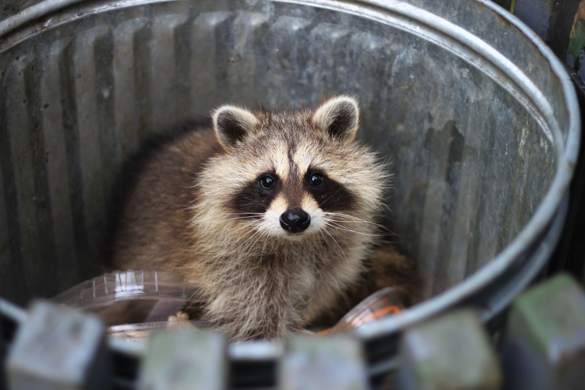 keep raccoons away from your campsite with these tips