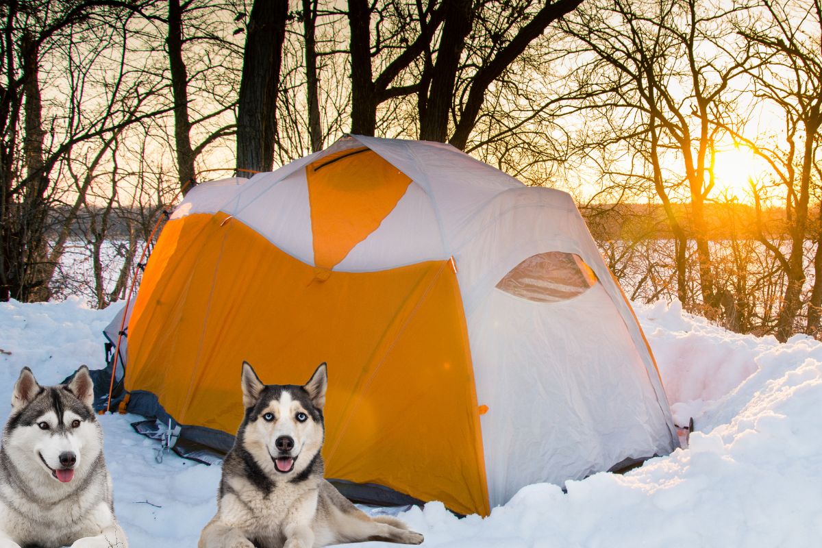 winter camping with a dog: 11 tips to keep them warm and safe
